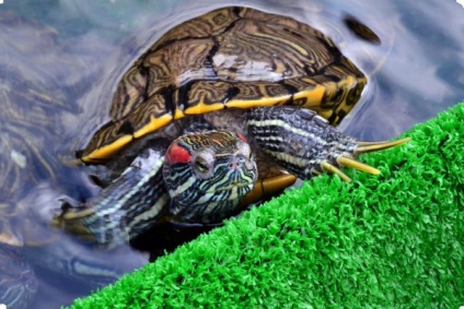 Turtle otthon, egy csomó tipp