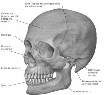 Skull egészére, az emberi anatómia (a koponya) Skull egészére, az emberi anatómia