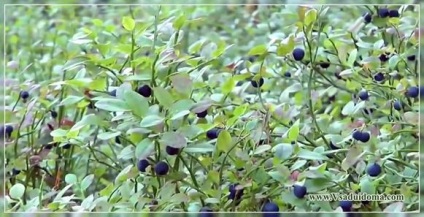 Blueberry Garden (fotók) - termesztés és karbantartása, helyén a kertben, ház és a szobanövények