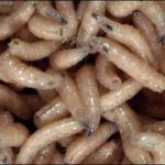 Worms az emberi seb kukacok és lárvái, a kezelés és fotó