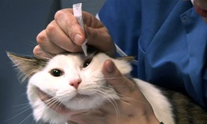 Mi a teendő, ha egy macska szembetegség