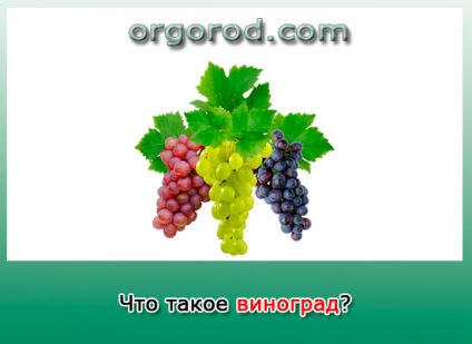 Mi szőlő, biogazdálkodás