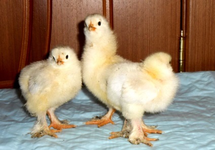 Csirkék esik lábaihoz okait és megoldási módjainak