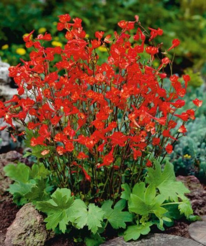 Virág szarkaláb (Delphinium) szarkaláb virágok