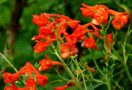 Delphinium virágok (fajta) szarkaláb virágok