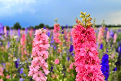 Virág szarkaláb (Delphinium fotó) szarkaláb virágok