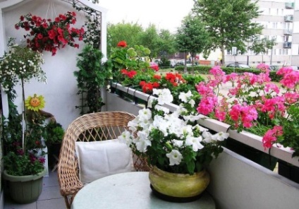 Virágok az erkélyen (75 fotó) balkonláda hegymászó növények dekoráció, petúnia és télen