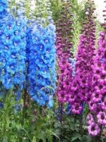 Flower Garden Solitaire - egyszerű és ízléses
