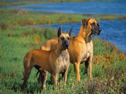 Great Dane - az ember legjobb barátja (barát) Great Dane - az ember legjobb barátja