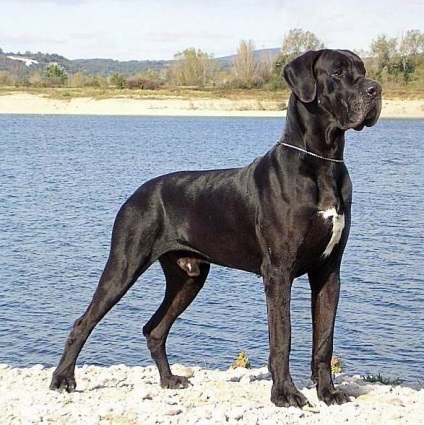 Great Dane - az ember legjobb barátja (humán) Great Dane - az ember legjobb barátja