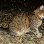 A hazai macska fajta, fotó és leírása, hogyan kell túlélni egyedül, a legnagyobb és a legtöbb nagy kotizm