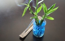 Dracaena bambusz ápolási otthon (feltételek) Dracaena bambusz otthoni gondozást