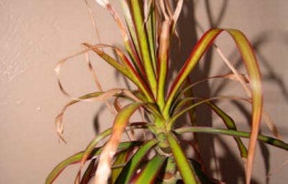 Dracaena bambusz otthoni gondozást