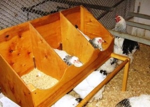 Hatékony üzleti tervet a tenyésztési tojótyúkok