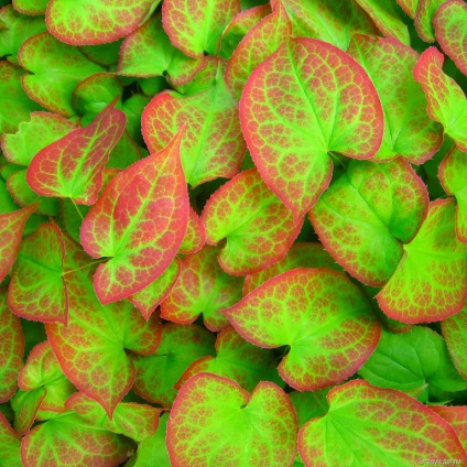 Epimedium táncoló manók vagy a forrása férfiuralom - a listát a főbb alkatrészek - katalógus cikkek (tánc) Epimedium táncoló manók vagy a forrása férfiuralom - a listát a főbb alkatrészek - cikkek Directory