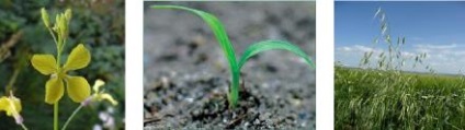 Fázis „bokrosodás - indítást», Syngenta (fázis) Phase „bokrosodás - indítás» Syngenta