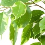 Ficus pumila fehér és Grin sannik otthoni gondozást, és egy fényképet, a szaporodás, és a válaszokat a többi