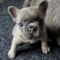 Francia bulldog és a kezelés a betegség, decordog