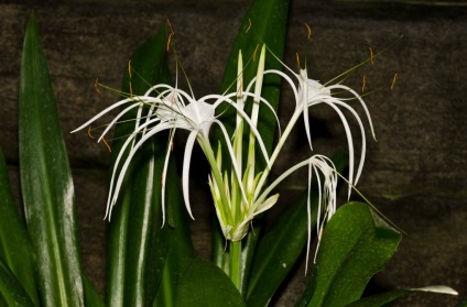 Hymenocallis fotók, faj, termesztés és karbantartás