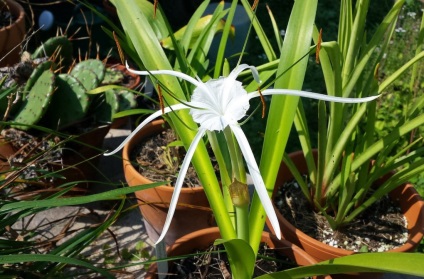 Hymenocallis fotók, faj, termesztés és karbantartás