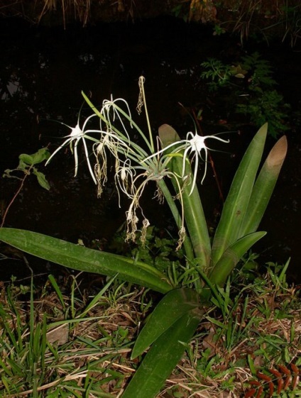 Hymenocallis fotók, faj, termesztés és karbantartás