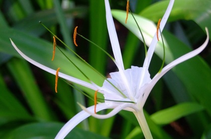 Hymenocallis fotók, faj, termesztés és karbantartás