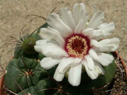 Gymnocalycium - kaktusz „golochashechnik”, mint az érdeklődés a nem zöld a piros formák