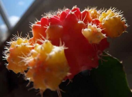 Gymnocalycium - kaktusz „golochashechnik”, mint az érdeklődés a nem zöld a piros formák
