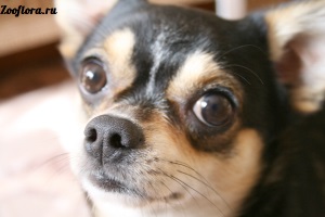 Hipoallergén élelmiszer kistestű kutyáknak Royal Canin (Royal Canin hipoallergén) - élelmiszer és takarmány