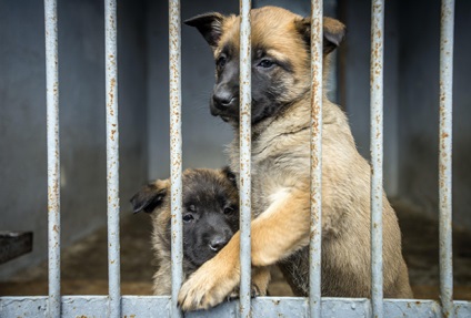Chief kutya MVD Magyarország változásokat szolgálati kutya rendőrség és a titkosszolgálatok rendőrség