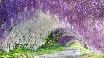 Wisteria ültetés és Vetőmagtermesztés, gondoskodás, fotó