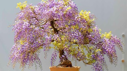 Wisteria ültetés és Vetőmagtermesztés, gondoskodás, fotó