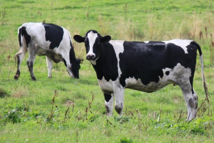 Голландська порода корів - agroxxi