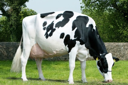 Голландська порода корів - agroxxi