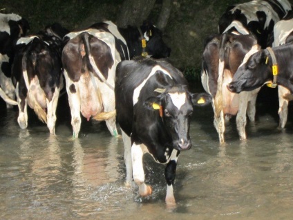 Голландська порода корів фото