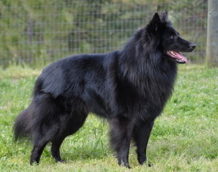Groenendael fotó, fajta leírás, képességgel, video (groenendael) Groenendael fotó, fajta leírás, karakter, videó