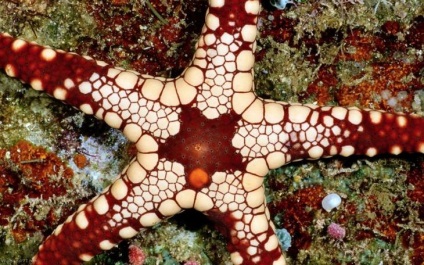 Érdekességek a tengeri csillag