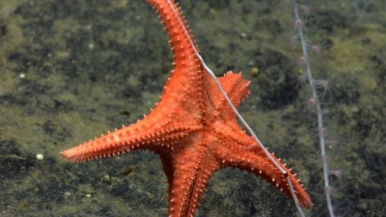 Érdekességek a tengeri csillag