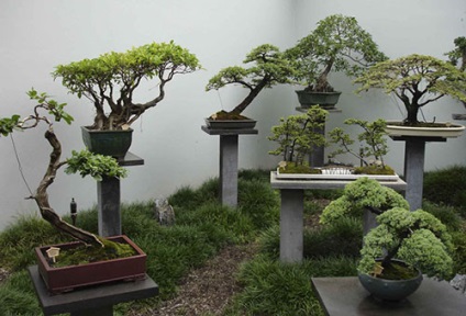 A szakterületen művelése törpe fák otthon (tenyésztési) A művészet a növekvő bonsai otthon