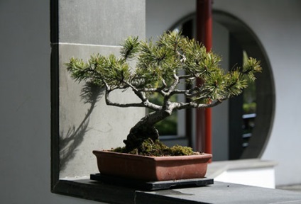 Művészet a hazai termesztés bonsai (a művészet egyre miniatűr bonsai fa) A művészet a növekvő bonsai otthon