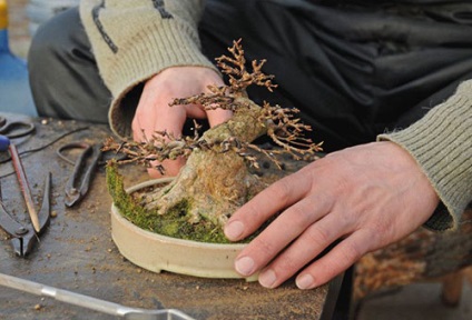 A szakterületen művelése törpe fák otthon (home) A művészet a növekvő bonsai otthon