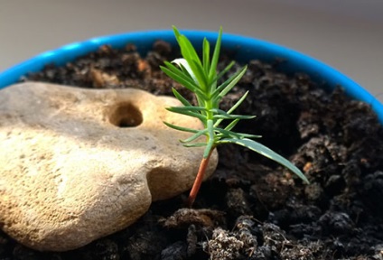 A szakterületen művelése törpe fák otthon (fák) A művészet a növekvő bonsai otthon
