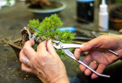A szakterületen művelése törpe fák otthon (törpe) A művészet a növekvő bonsai otthon