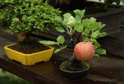 A szakterületen művelése törpe fák otthon (törpe) A művészet a növekvő bonsai otthon