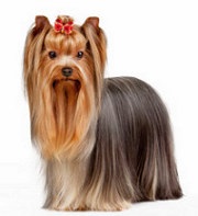 Yorkshire terrier, hogyan lehet felismerni a fajta fajta leírást, a helyén egy kis kutya, és nem csak a (Yorkshire terrier tenyészet) Yorkshire terrier, hogyan lehet felismerni a fajta fajta leírást, a helyén egy kis kutya, és nem csak