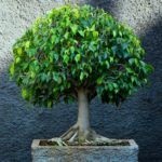 Milyen gyorsan növekvő Ficus Benjamin