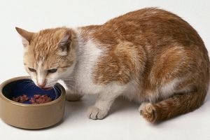 Hogyan és mit kell etetni egy beteg macska, macska, macskák és kiscicák - egér sem!
