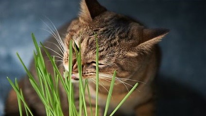 Hogyan és mit kell etetni egy beteg macska, macska, macskák és kiscicák - egér sem!