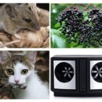 Hogyan lehet megszabadulni az egerek a ház és a kert