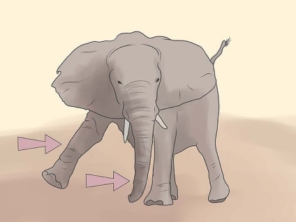 Hogyan kerüljük el a támadások elefántok, hogyan lehet túlélni ebben az esetben a pofák az állatok